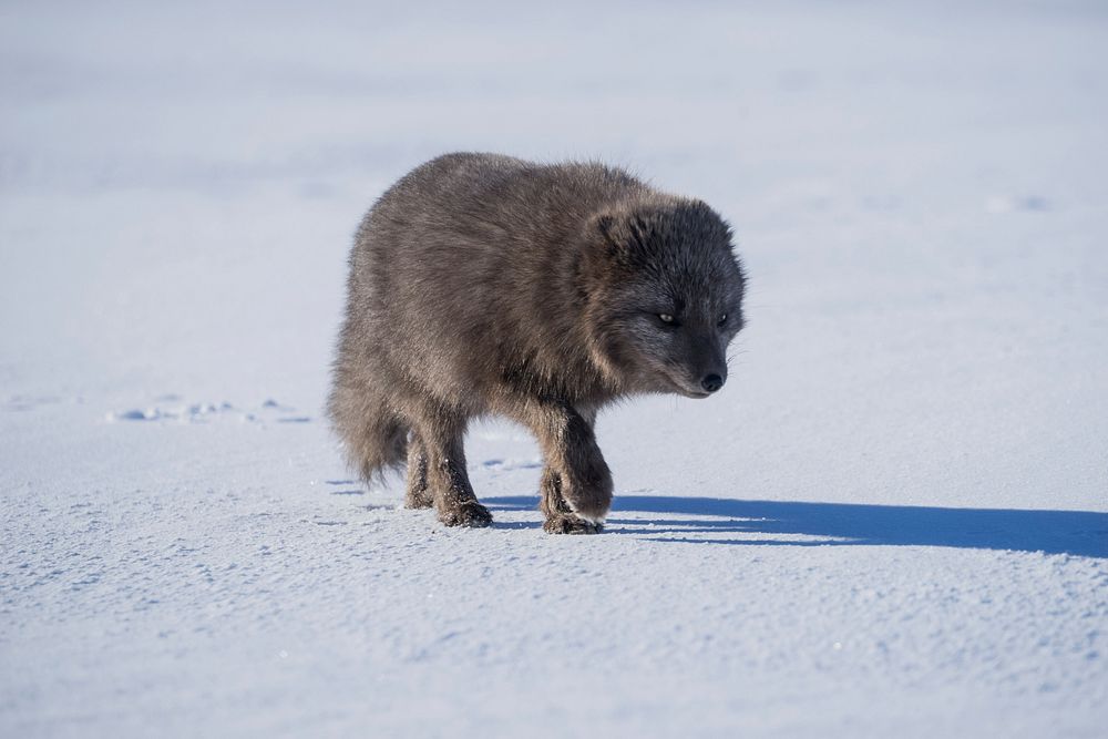 An arctic fox crawling a bright, snowy landscape. Original public domain image from Wikimedia Commons