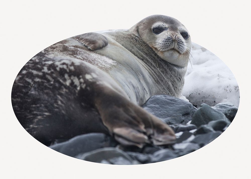 Antarctic fur seal badge, animal photo