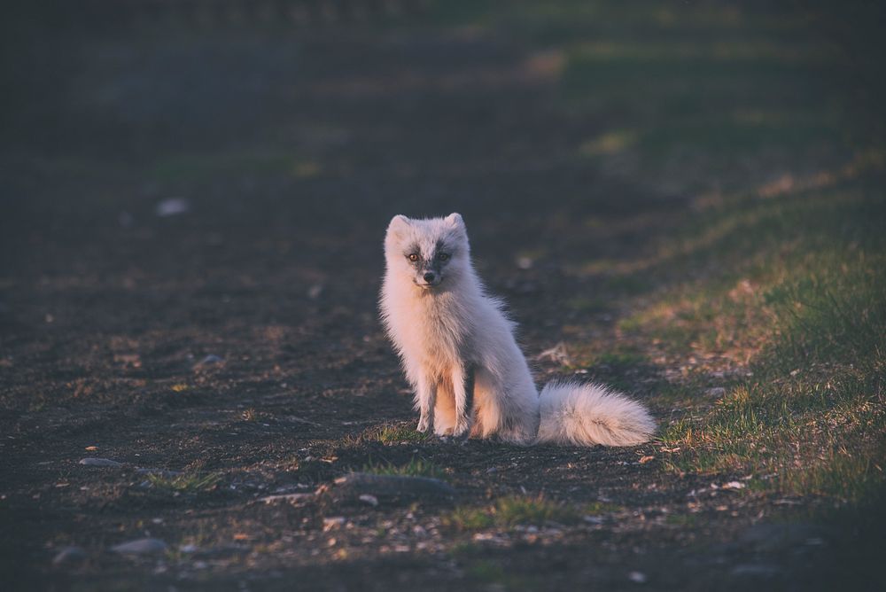 White arctic fox sitting on a grassy ground. Original public domain image from Wikimedia Commons