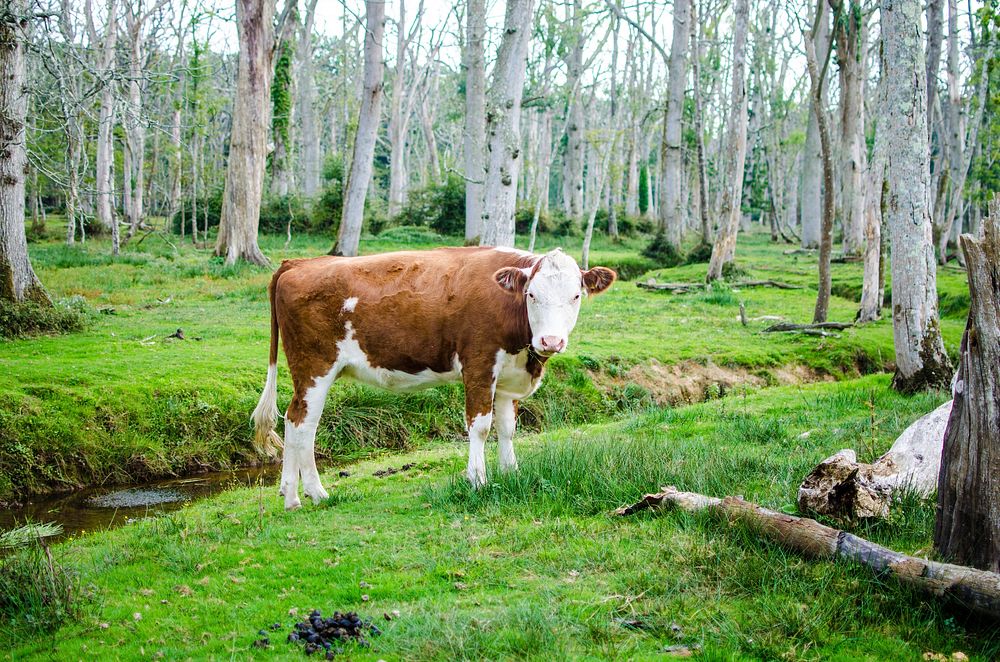 Dairy cow lost in the middle of forest. Original public domain image from Wikimedia Commons