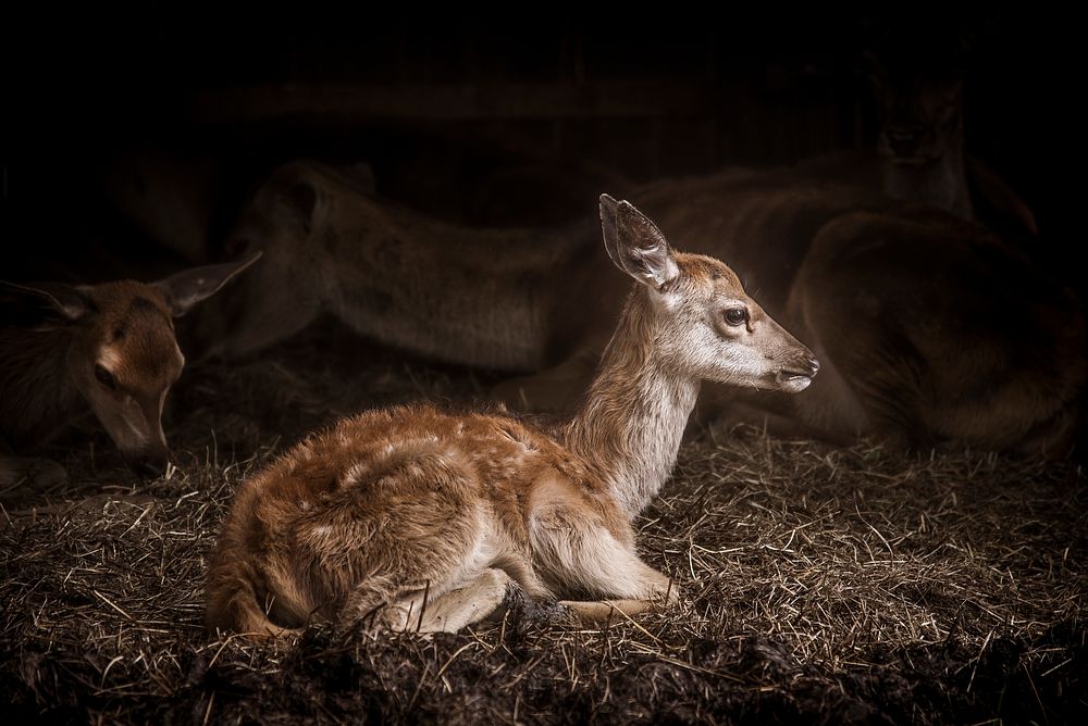 Baby deer lays down on hay. Original public domain image from Wikimedia Commons