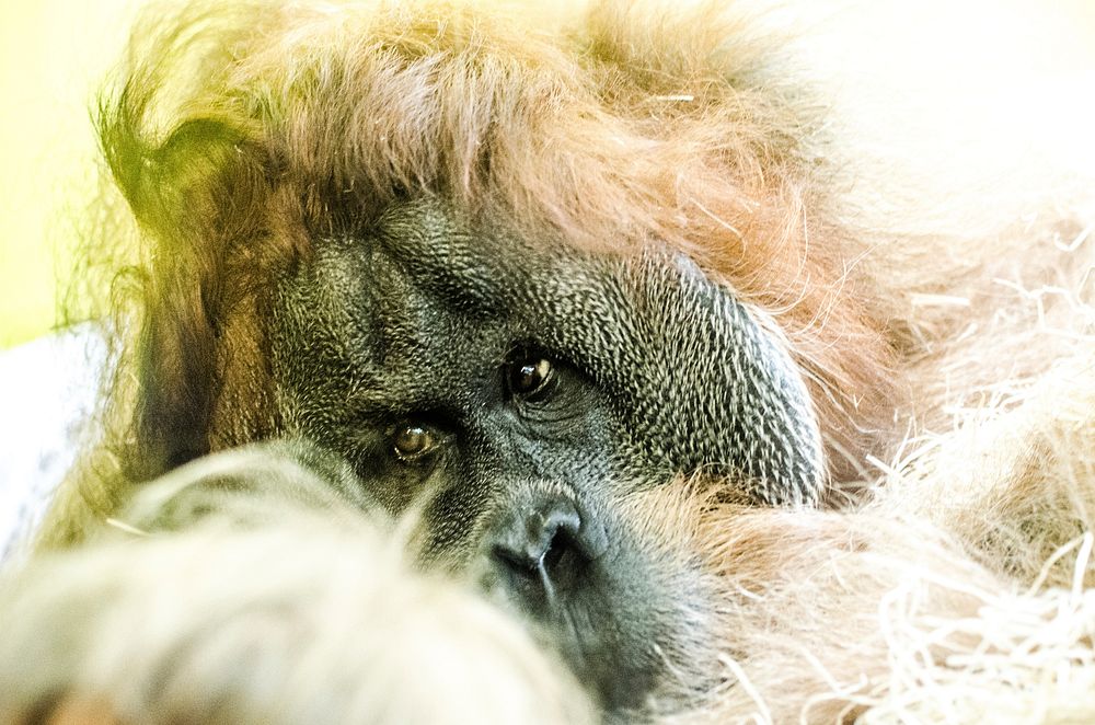 Macro of an orangutan. Original public domain image from Wikimedia Commons