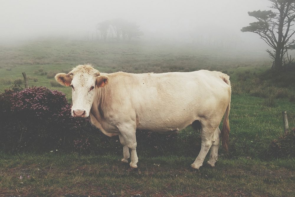 Cow stands in the countryside in a foggy field in Galicia. Original public domain image from Wikimedia Commons