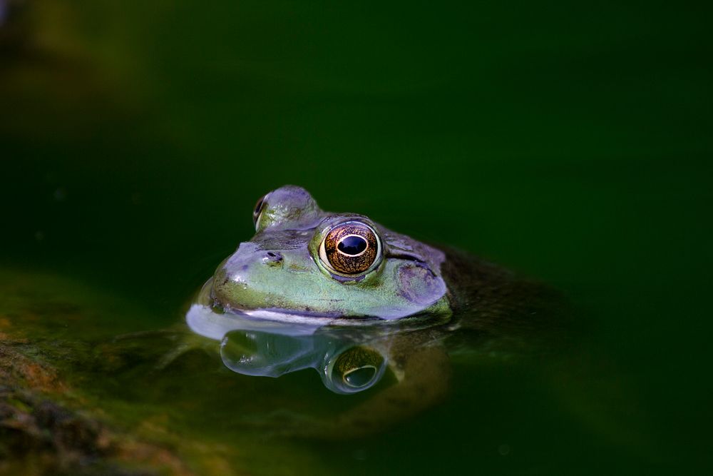 A frog with orange and yellow eyes surfacing from a clear pond. Original public domain image from Wikimedia Commons