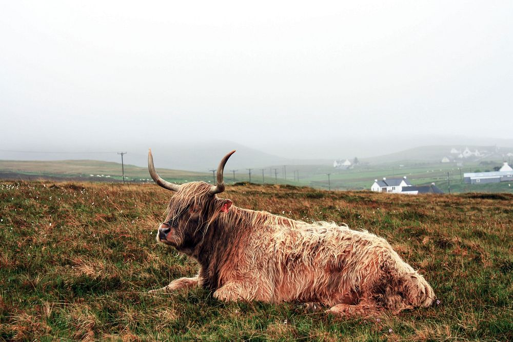 Old cow sitting in a farm field on a foggy overcast day. Original public domain image from Wikimedia Commons