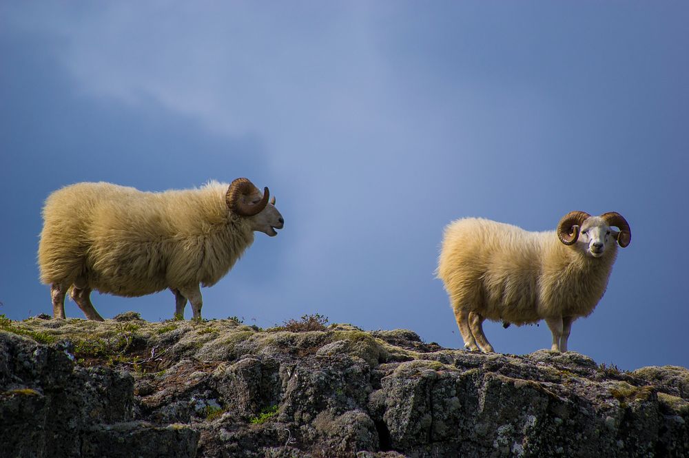 Two white rams on a rocky cliff. Original public domain image from Wikimedia Commons