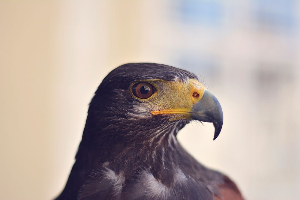 Close up shooting shot of eagle. Original public domain image from Wikimedia Commons