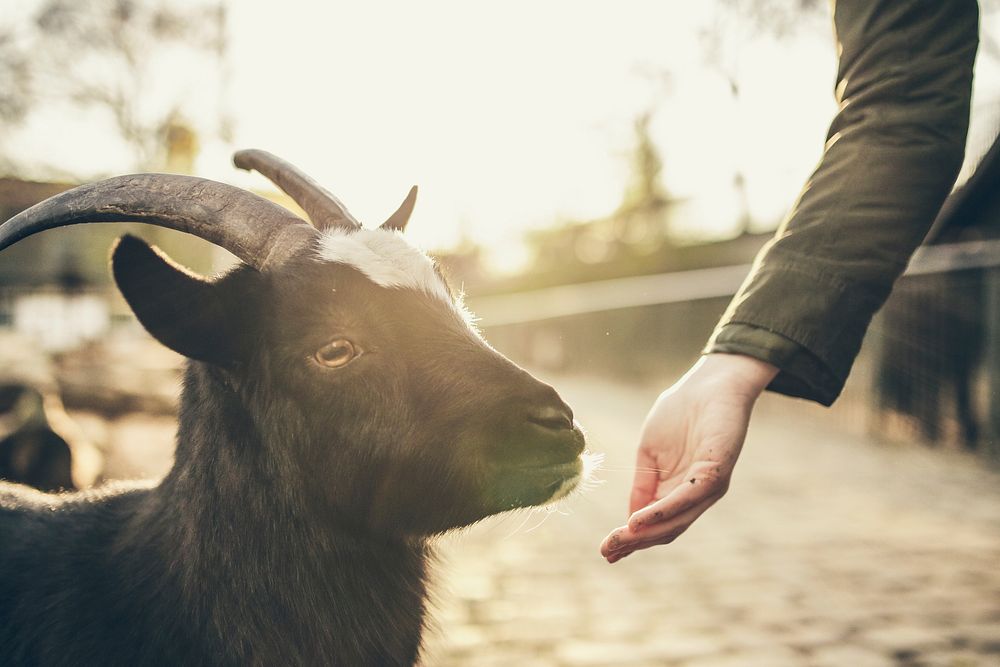 A black and white goat feeding from a person's hand. Original public domain image from Wikimedia Commons