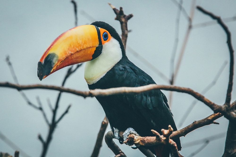 A toucan on a branch of a dead tree. Original public domain image from Wikimedia Commons