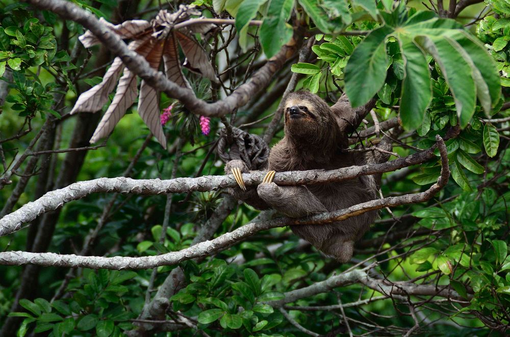 A sloth on a tree branch in a tropical forest. Original public domain image from Wikimedia Commons
