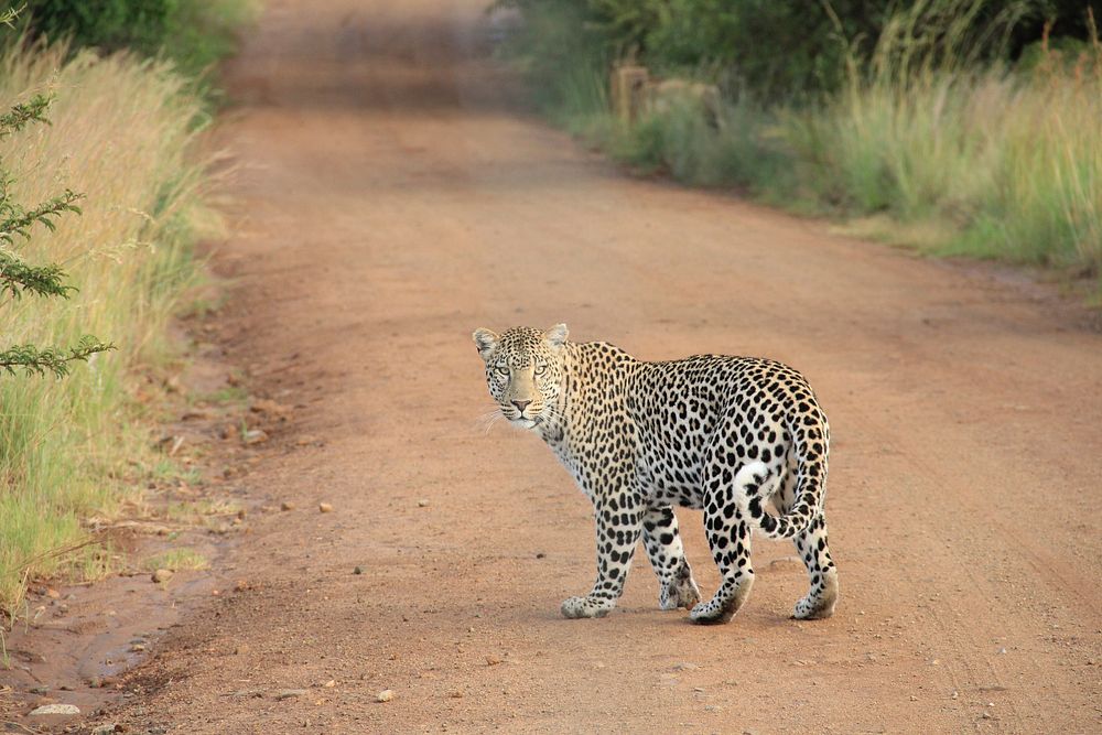 A leopard looking back while walking on dirt road. Original public domain image from Wikimedia Commons
