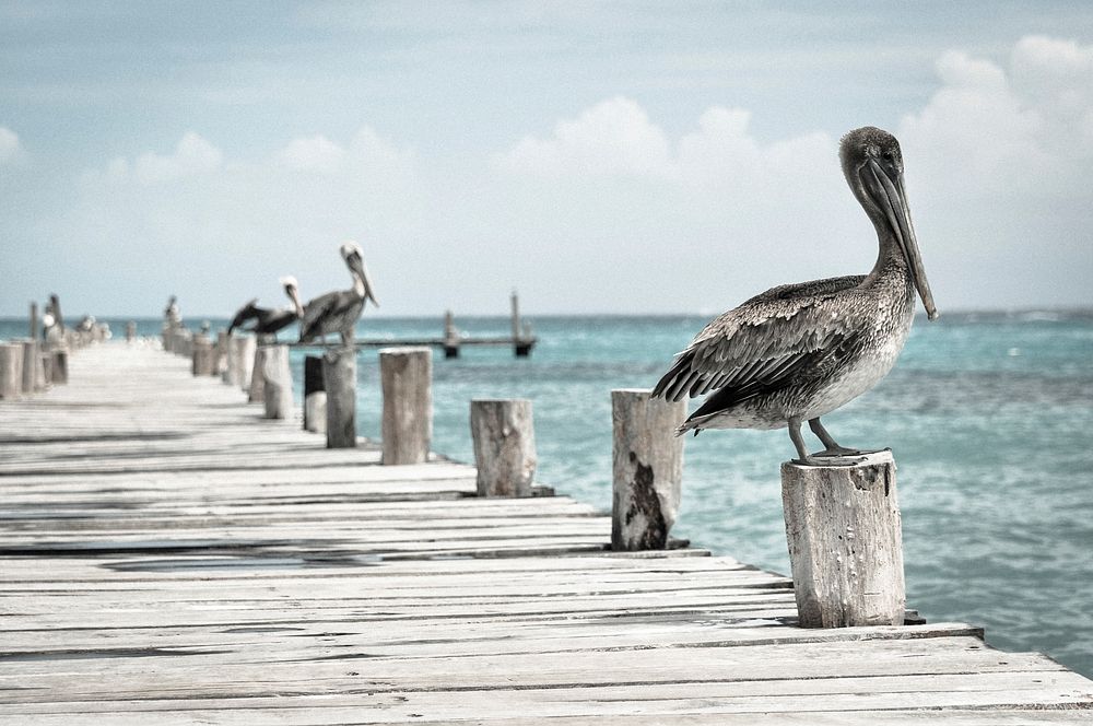 Brown pelicans at Riviera Canc&uacute;n, Mexico. Original public domain image from Wikimedia Commons
