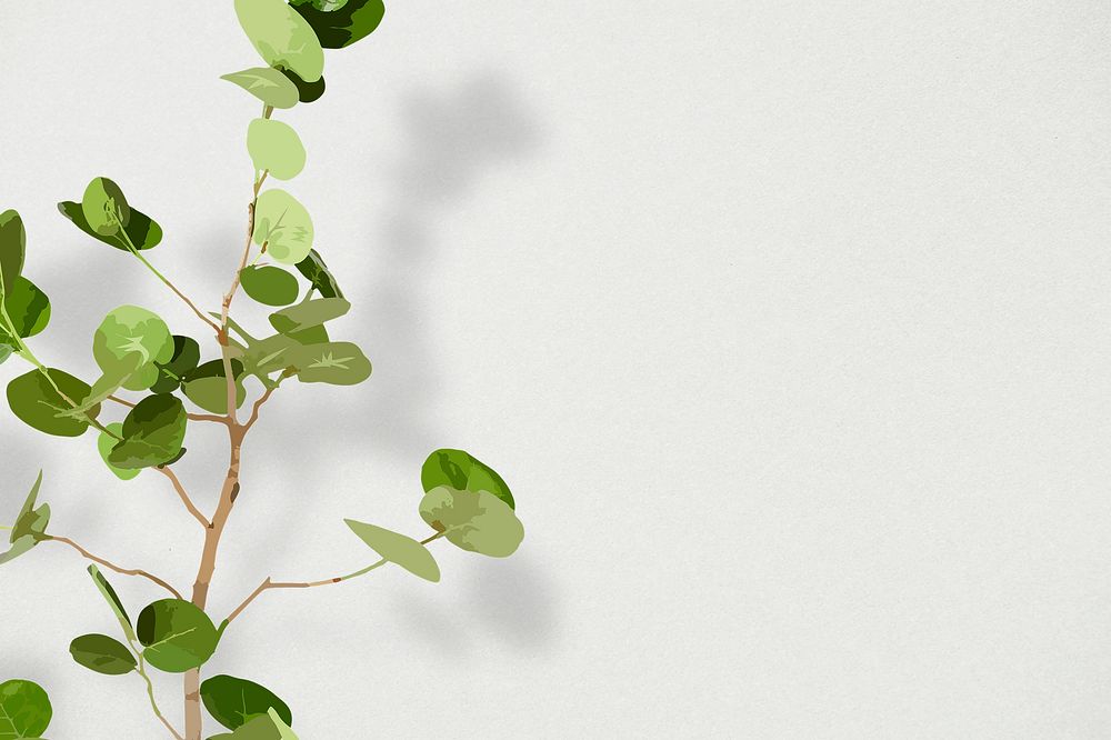 Indoor plant background psd, Seagrape white wall with natural light