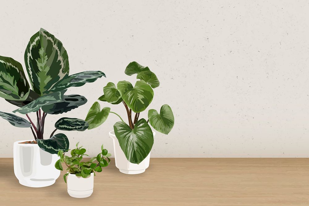 Houseplant zoom wallpaper background psd with blank wall