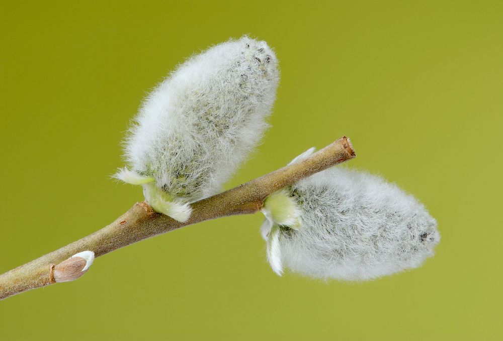 Two flowering male catkins from a goat willow tree (Salix caprea). Original public domain image from Wikimedia Commons
