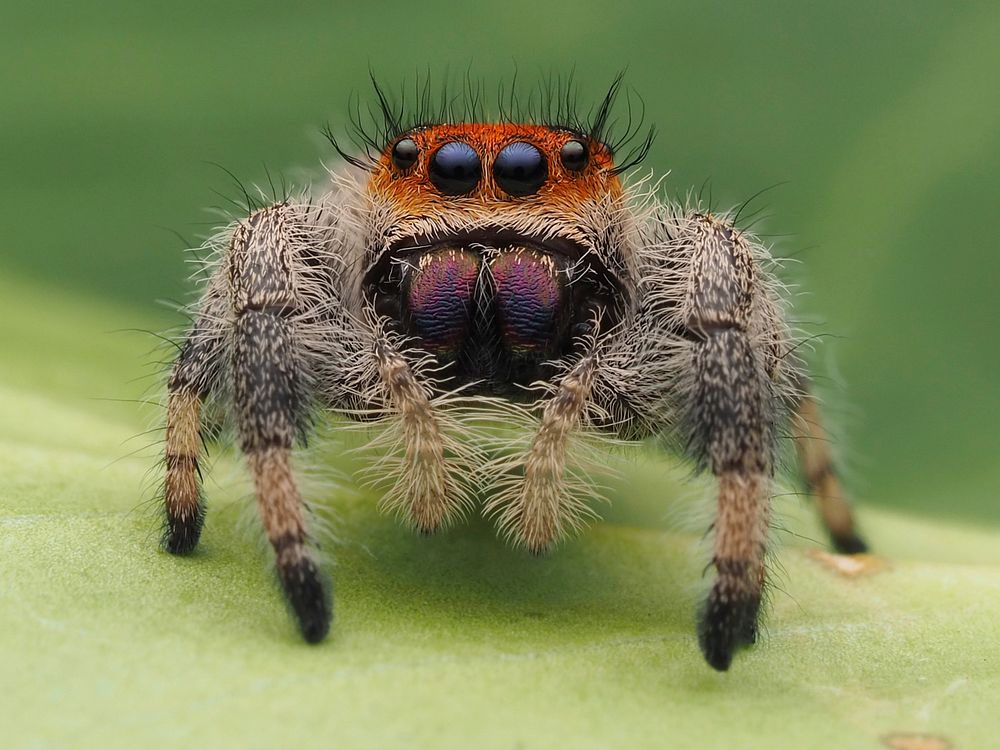 Female Phidippus regius jumping spider in Florida. Original public domain image from Wikimedia Commons