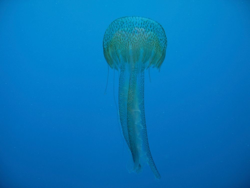 Jellyfish in Adriatic Sea. Original public domain image from Wikimedia Commons
