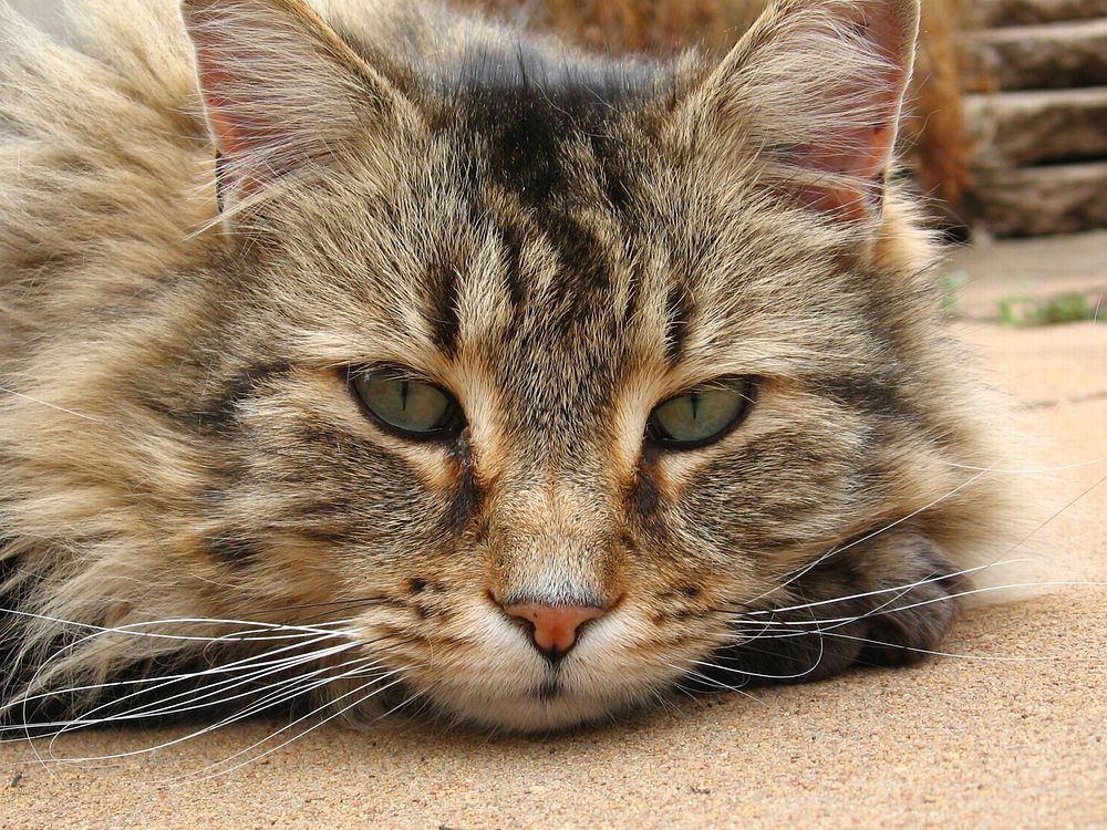 Photographic close up of mature male domesticated cat. Original public domain image from Wikimedia Commons