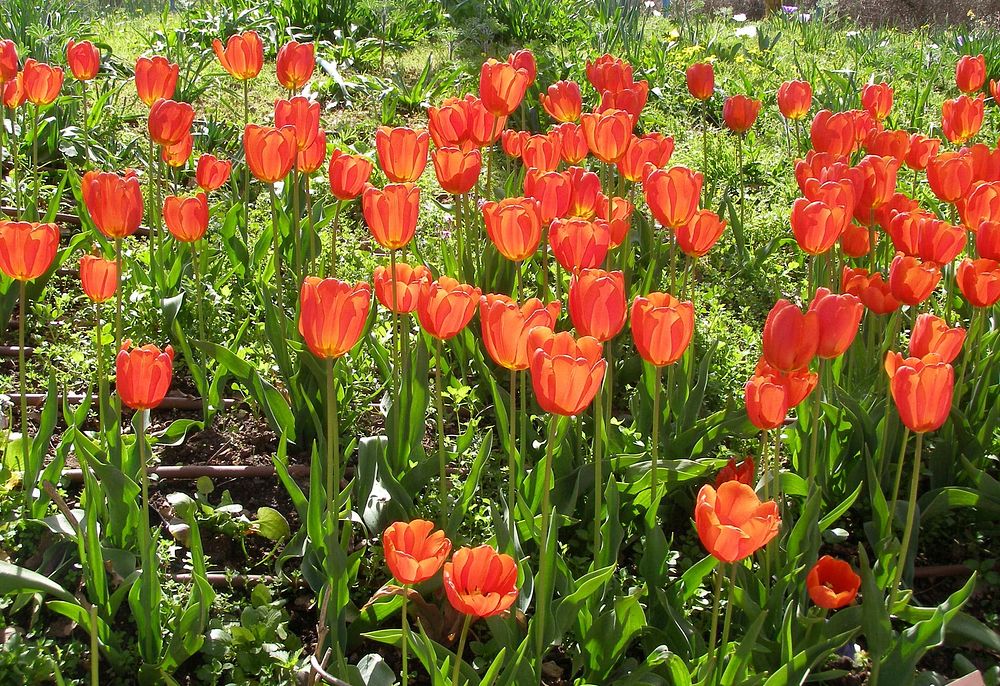 Tulips. Original public domain image from Wikimedia Commons