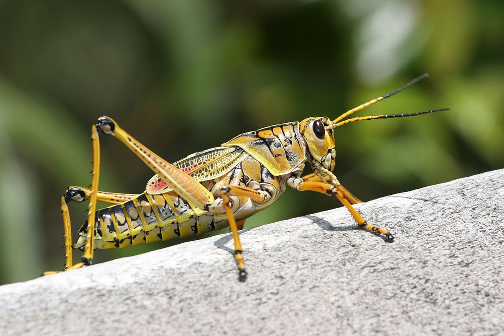 Eastern Lubber Grasshopper. Original public domain image from Wikimedia Commons