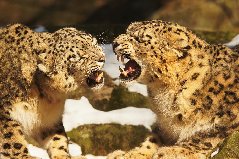 Snow leopards fight-playing. Original public domain image from Wikimedia Commons