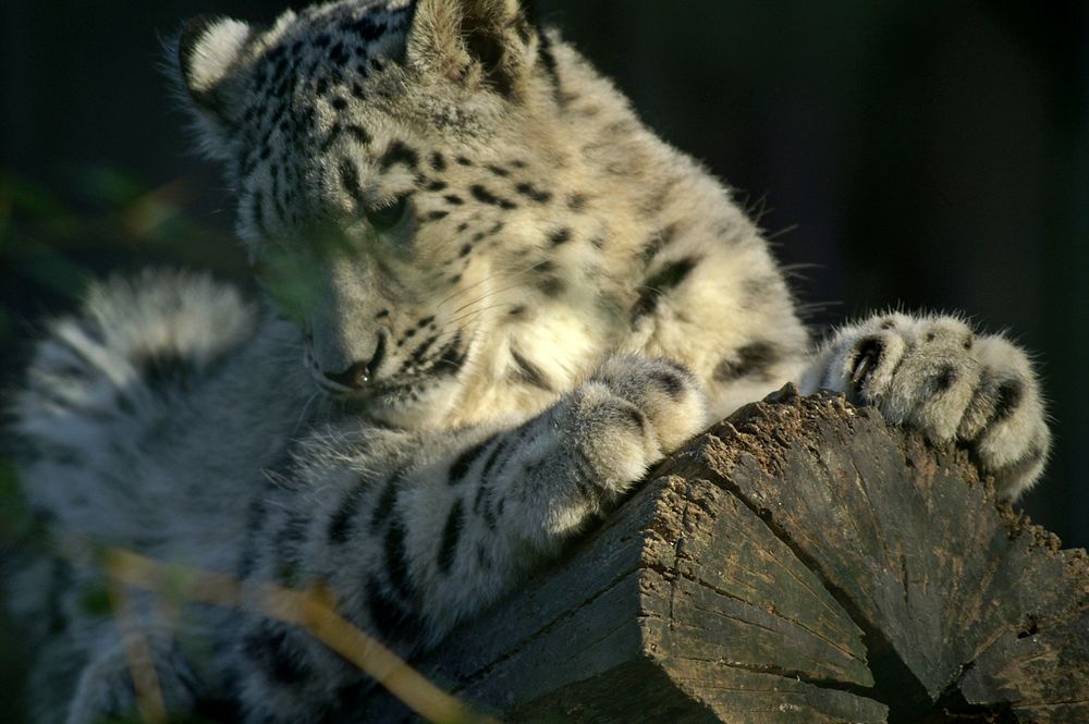 snow leopard. Original public domain image from Wikimedia Commons