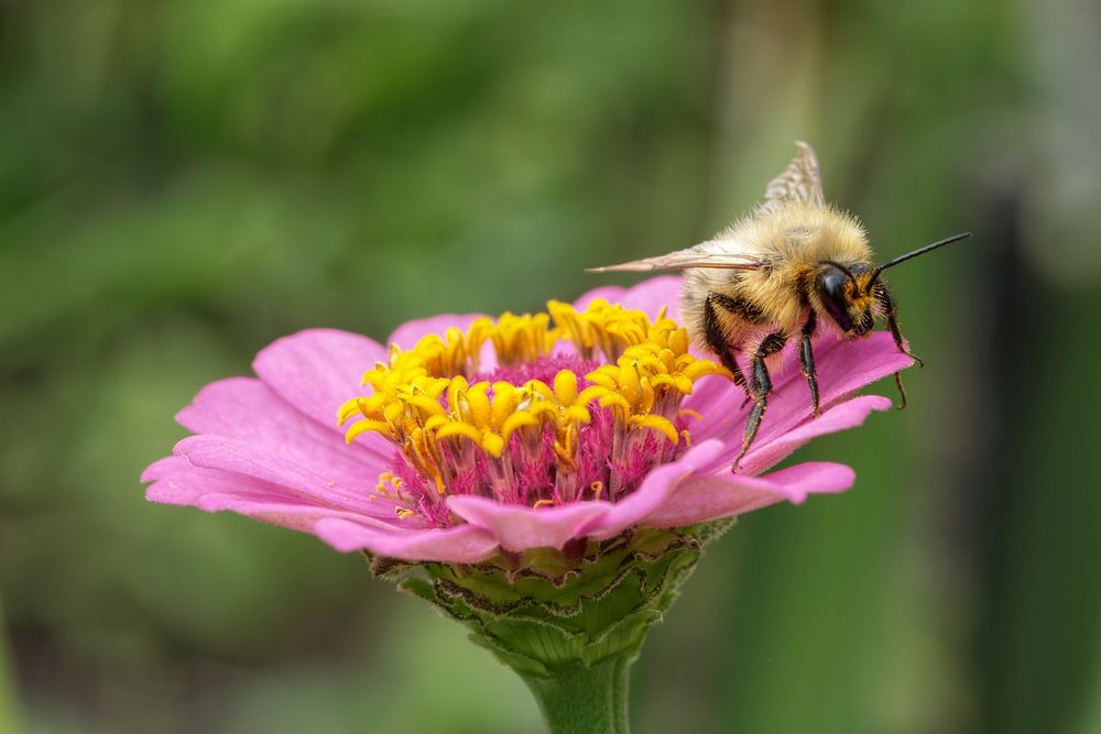 Bee on a zinnia; Doberschau, Bautzen county, Saxony. Original public domain image from Wikimedia Commons