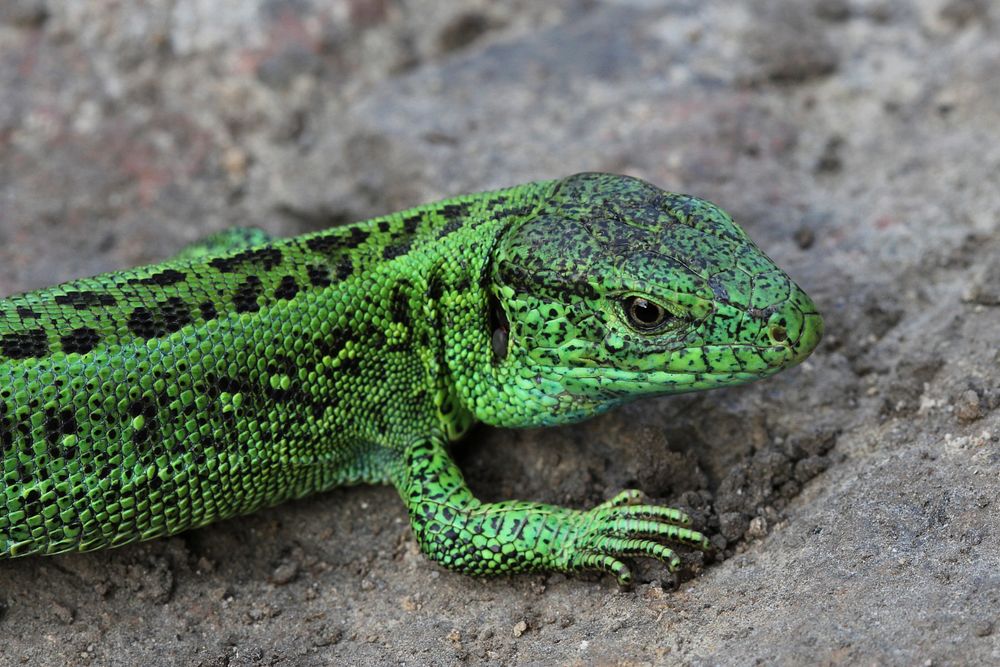 Sand Lizard male (Lacerta agilis). Original public domain image from Wikimedia Commons