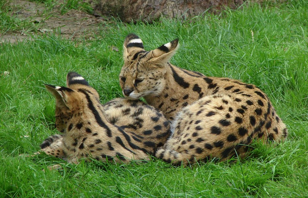 Two young servals (Leptailurus serval) in Thoiry Zoo. Original public domain image from Wikimedia Commons