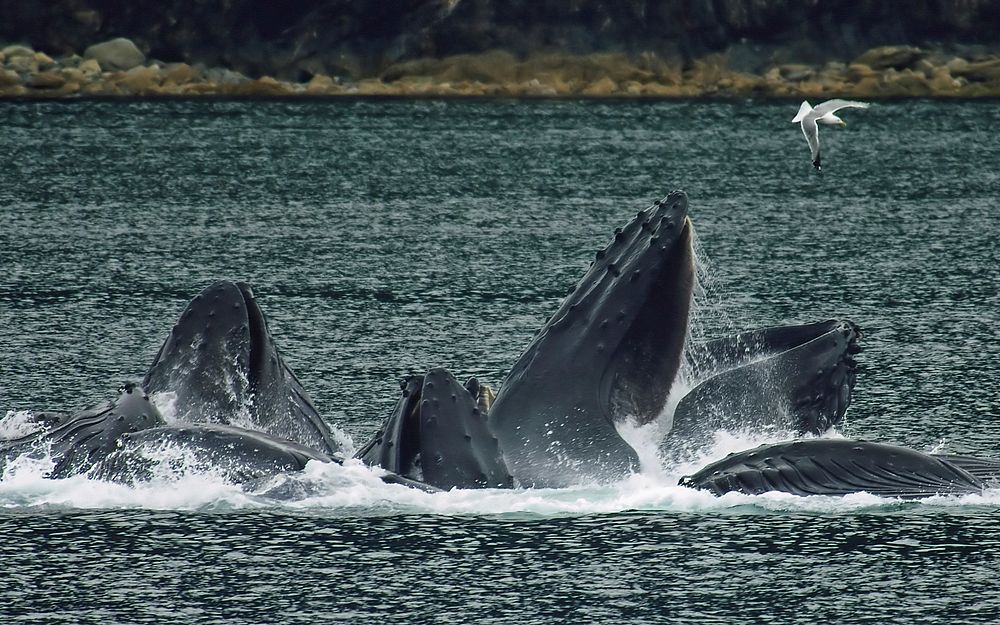 Humpback whales in North Pass between Lincoln Island and Shelter Island in the Lynn Canal north of Juneau, Alaska. This is a…