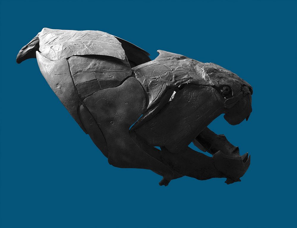 Fossil head of Dunkelosteus terelli from Cleveland, Ohio. Naturhistorisches Museum in Vienna ( background removed ).…
