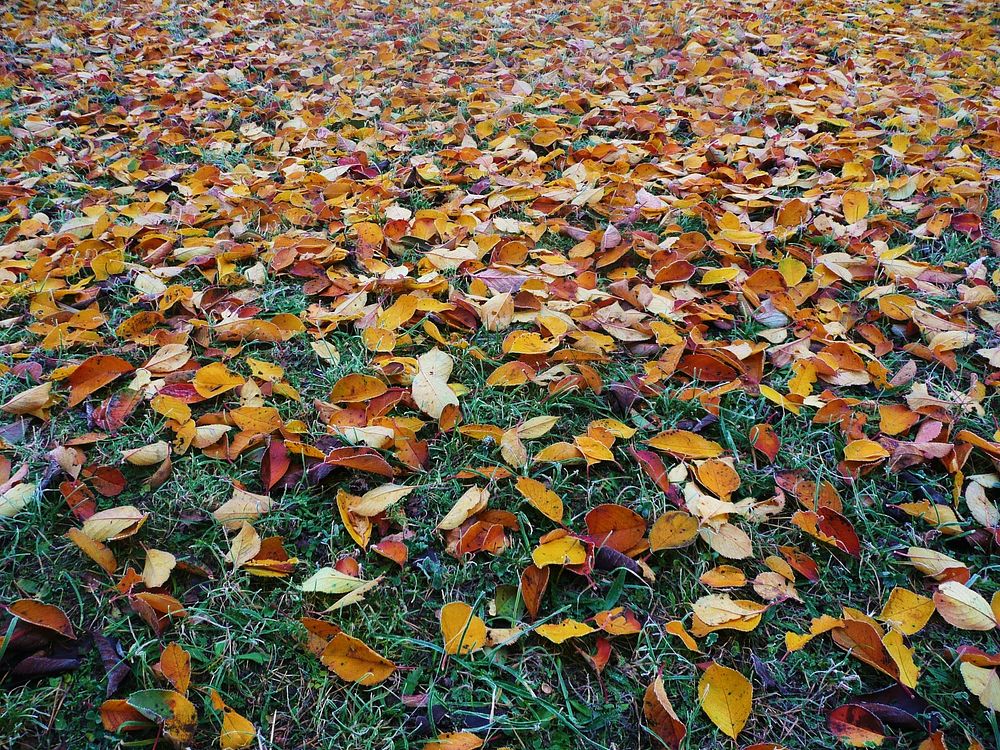 Autumn. Original public domain image from Wikimedia Commons