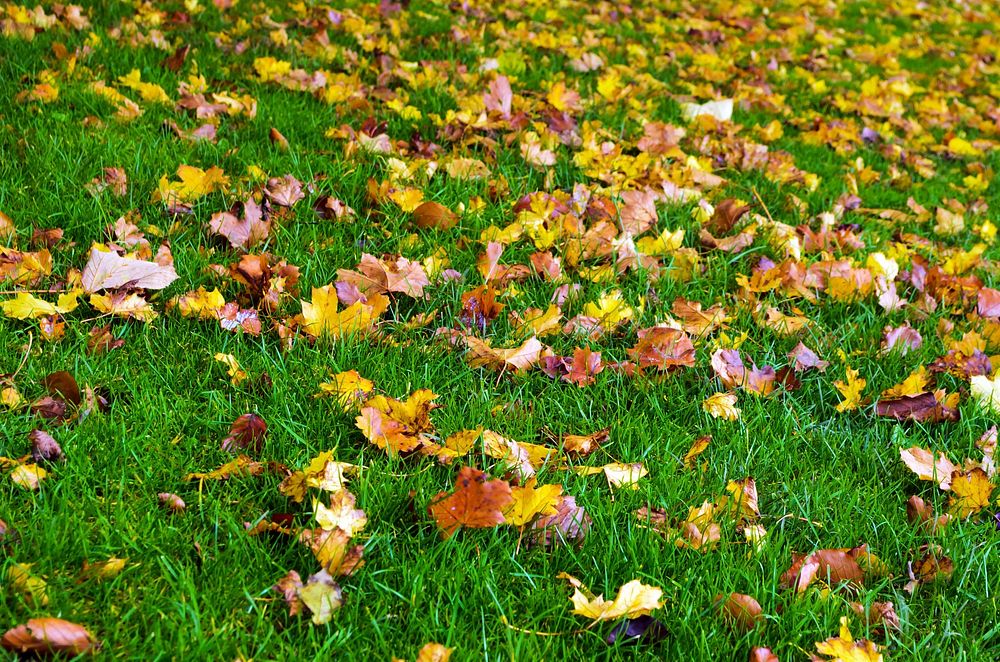 Autumn. Original public domain image from Wikimedia Commons
