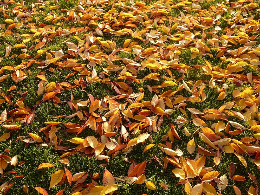 Autumn. Original public domain image from Wikimedia Commons