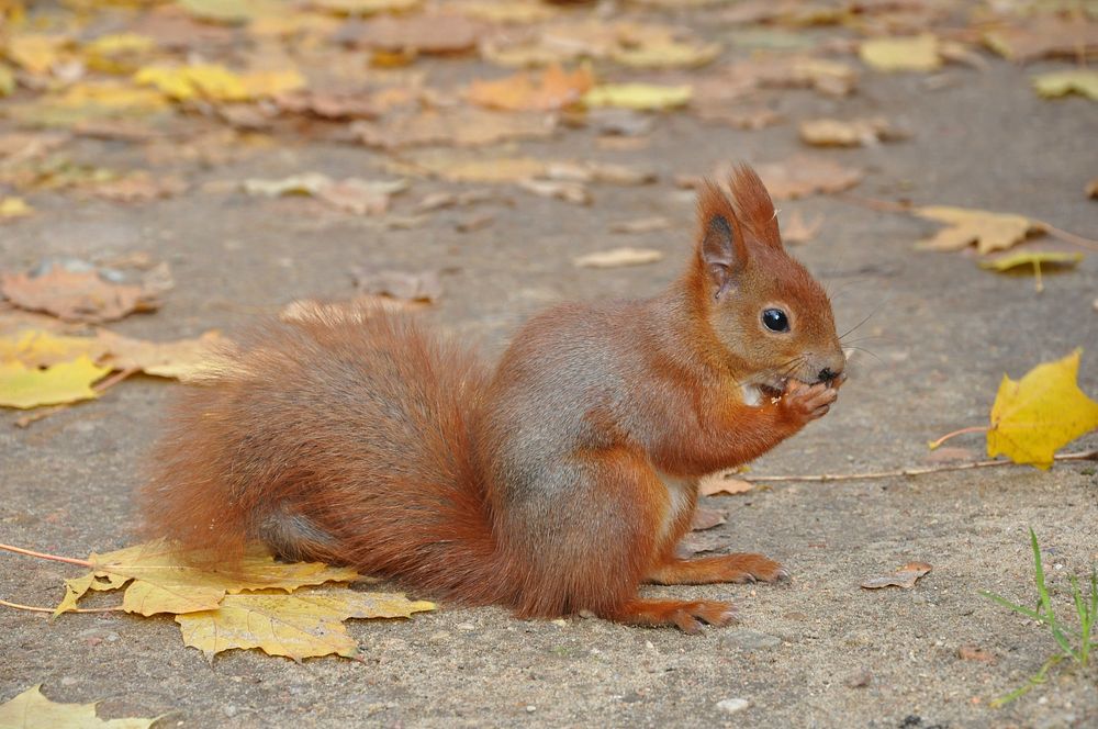 Squirrel. Original public domain image from Wikimedia Commons