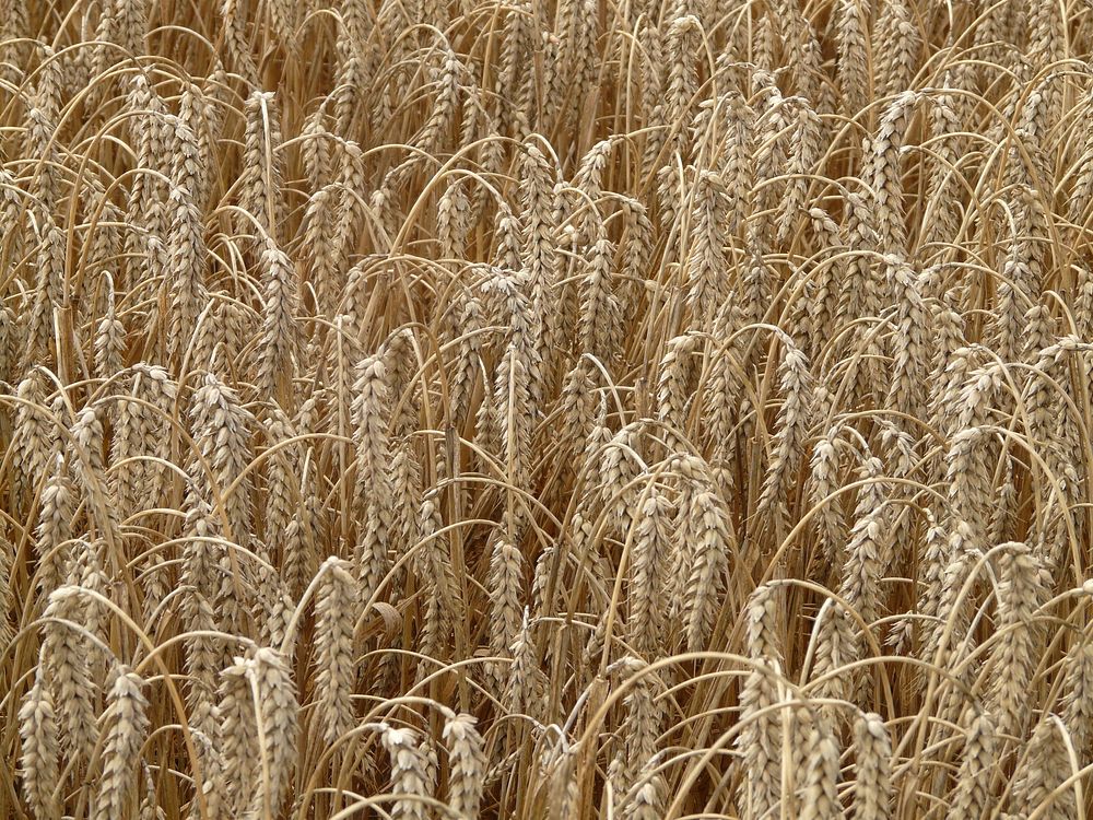 Wheat spike cereals. Original public domain image from Wikimedia Commons