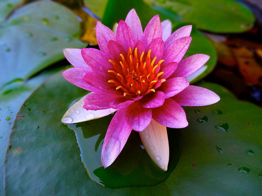 Water lily. Original public domain image from Wikimedia Commons