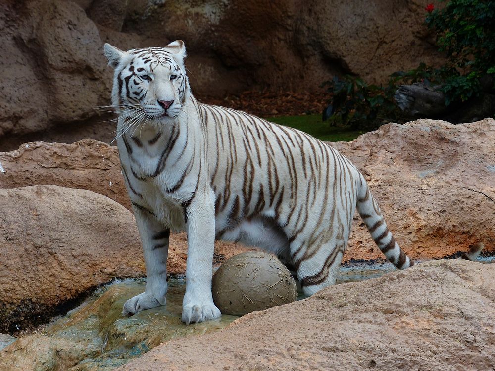 White Bengal tiger. Original public domain image from Wikimedia Commons