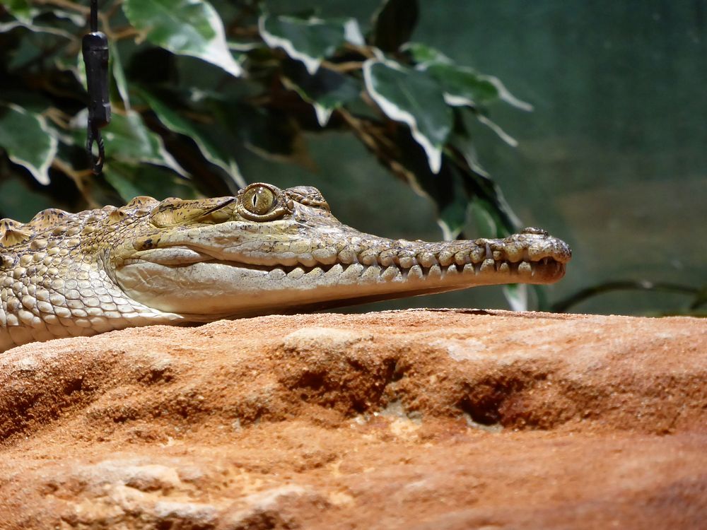 Freshwater crocodile in a museum in Karlsruhe, Germany. Original public domain image from Wikimedia Commons