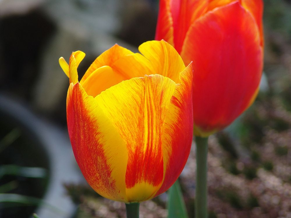 A picture of two tulips from our garden. Original public domain image from Wikimedia Commons