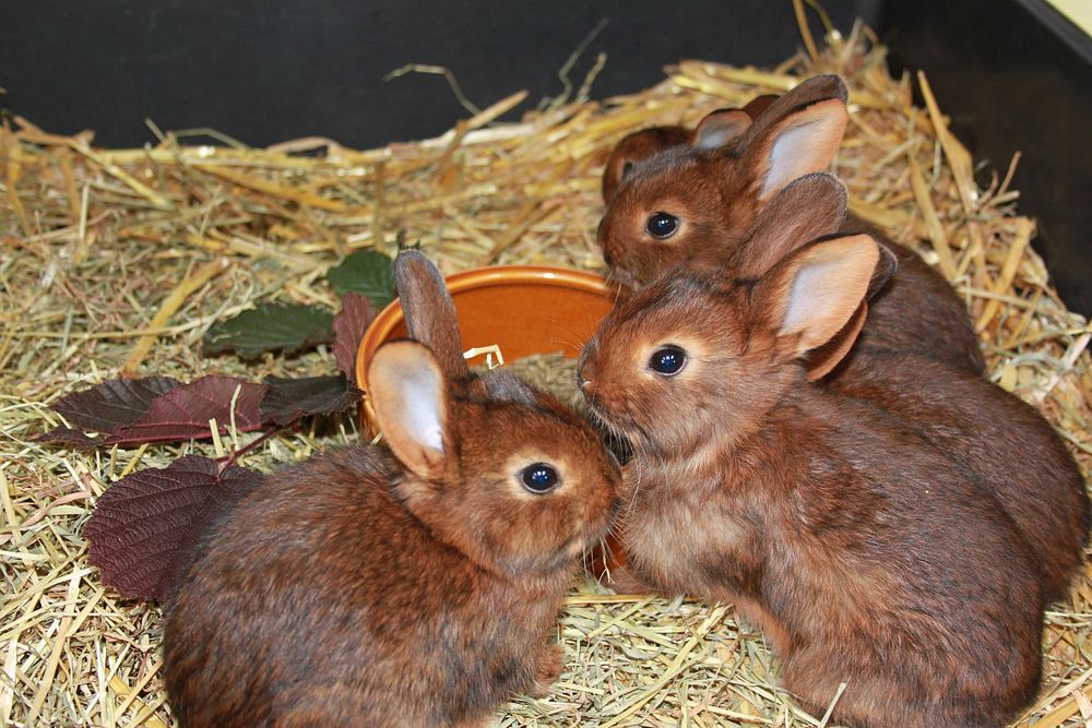 Young Deilenaar rabbits sitting on hay near food bowl. Original public domain image from Wikimedia Commons