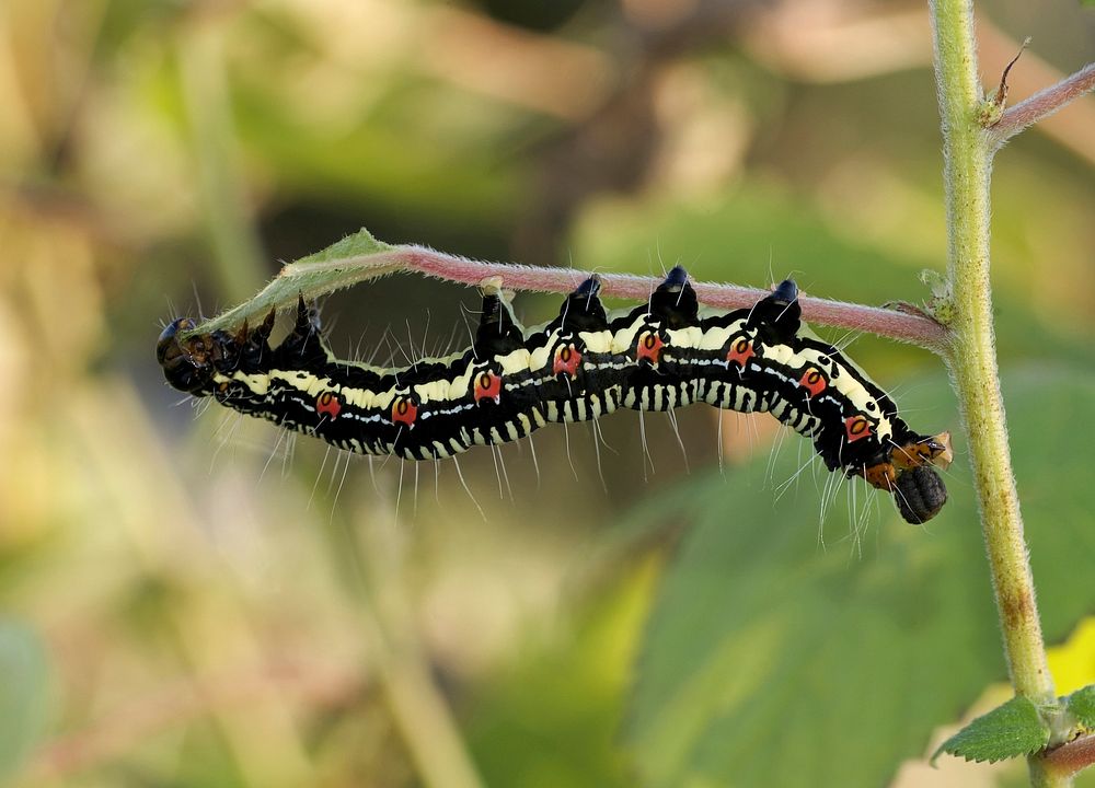 Ramie caterpillar. Original public domain image from Wikimedia Commons