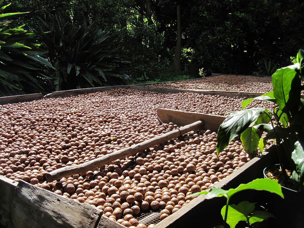 Macadamia nuts harvest. Original public domain image from Wikimedia Commons