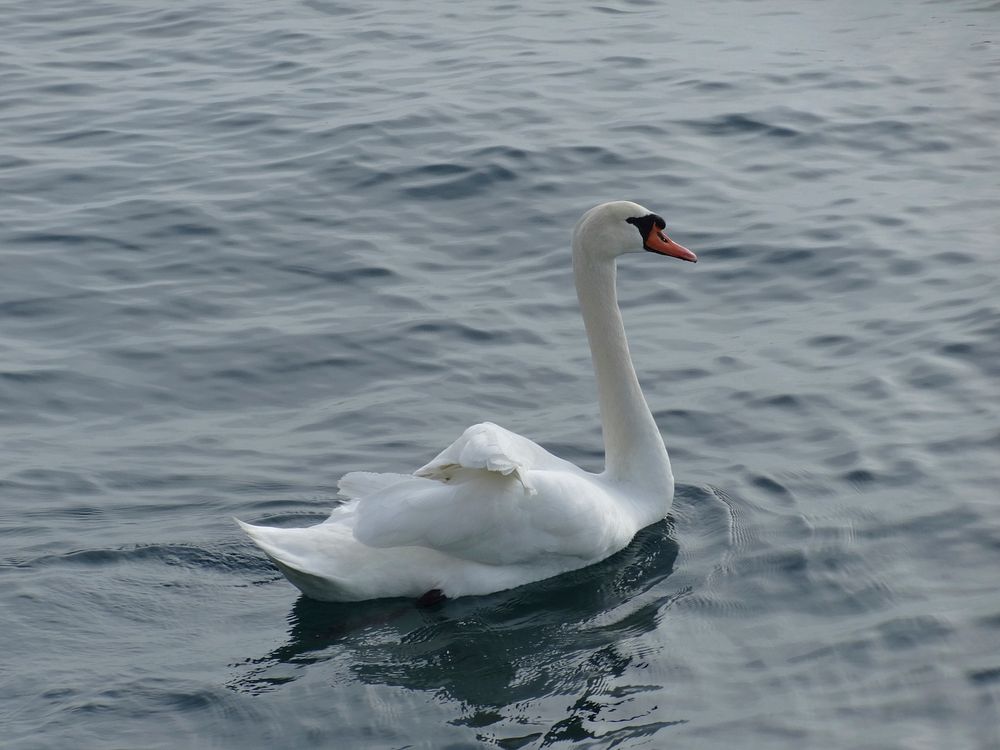 Swan in Slovenia. Original public domain image from Wikimedia Commons
