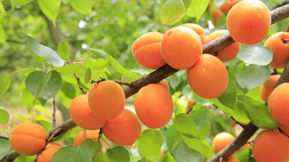 Apricots. Original public domain image from Wikimedia Commons
