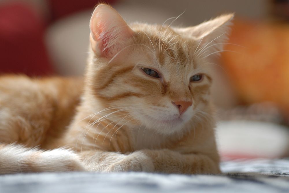 European shorthair cat, Portrait (2); My cat, named Garfield. Original public domain image from Wikimedia Commons