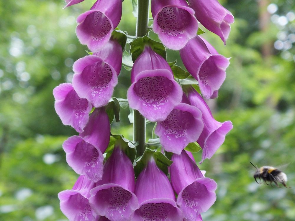 A foxglove flower and a bee. Original public domain image from Wikimedia Commons