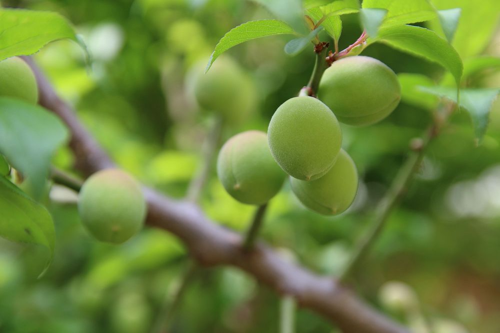 Green plum (Prunus mume) in Gangneung, Korea. Original public domain image from Wikimedia Commons
