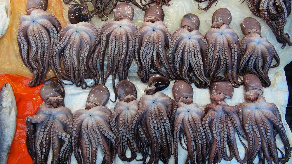 long arm octopus (Octopus minor) in a traditional market in South Korea. Original public domain image from Wikimedia Commons