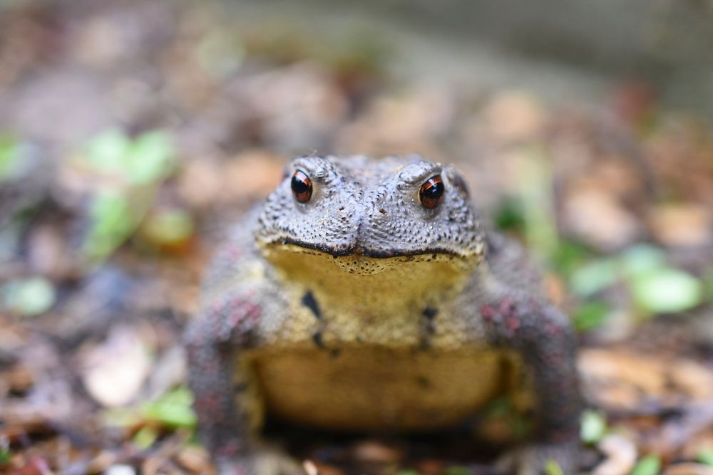Asiatic toad (Bufo gargarizans). Original public domain image from Wikimedia Commons